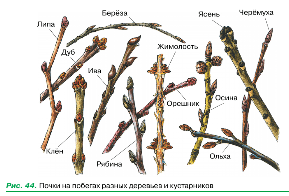Задание рисунок 1