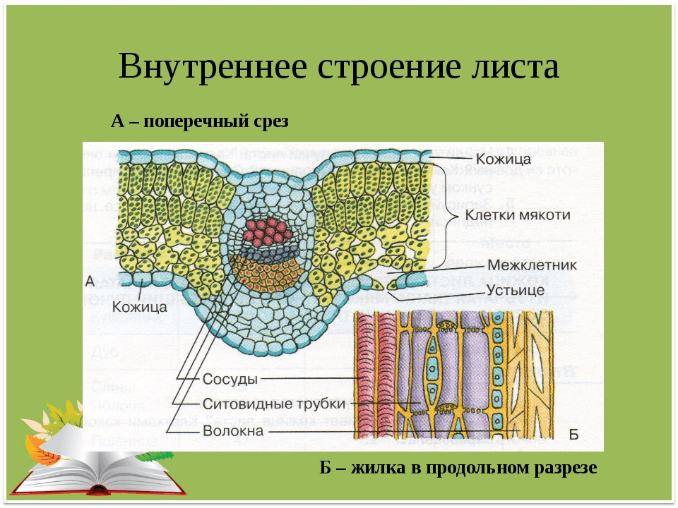 Решение рисунок 1