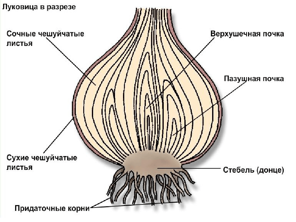 Решение рисунок 1