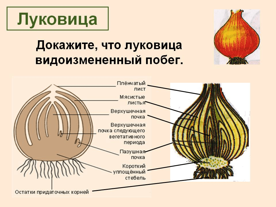 Решение рисунок 1