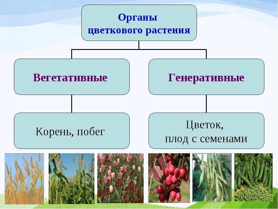 Решение рисунок 1