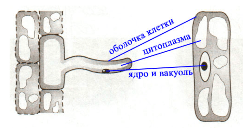 Решение рисунок 1