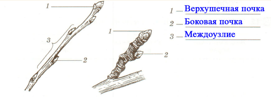 Решение рисунок 1