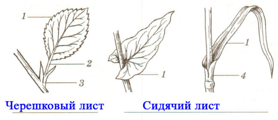 Решение рисунок 1