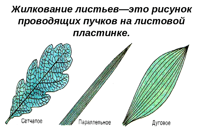 Решение рисунок 1