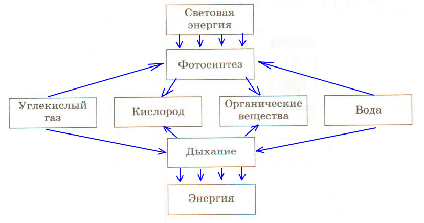 Решение рисунок 1