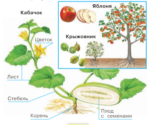 Решение рисунок 1