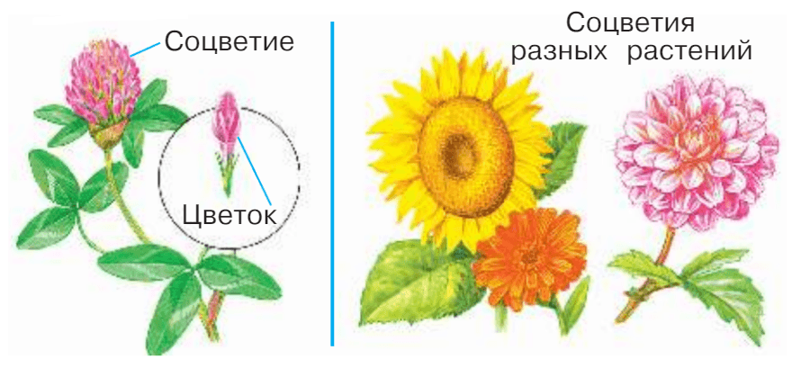 Задание рисунок 1