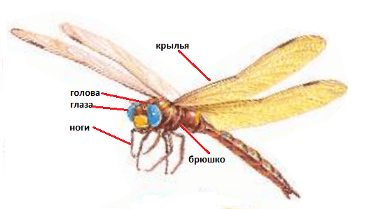 Решение рисунок 1