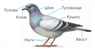 Решение рисунок 1