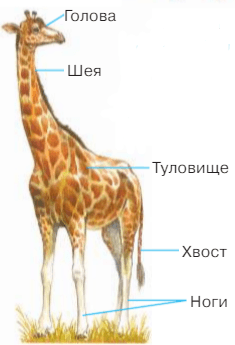 Задание рисунок 1