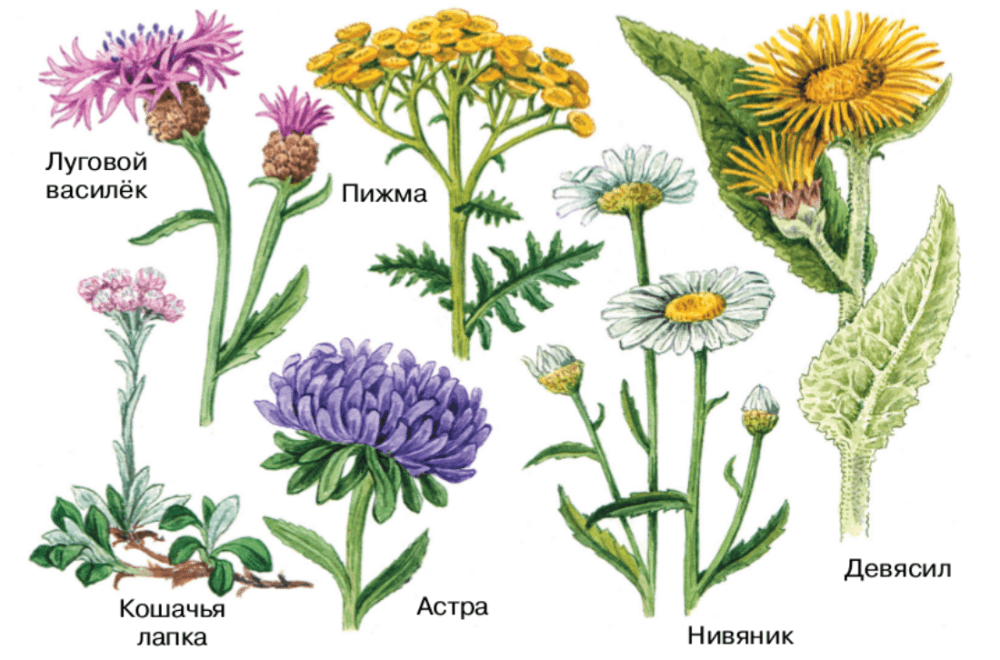 Решение рисунок 1