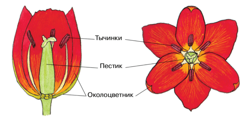 Решение рисунок 1