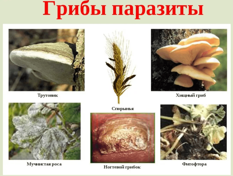 Решение рисунок 1