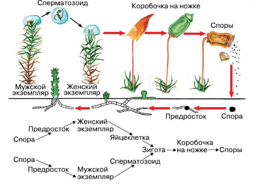 Решение рисунок 1