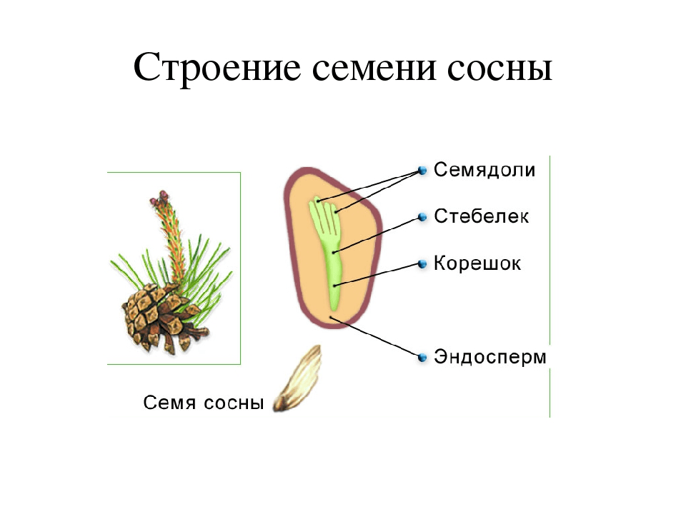 Решение рисунок 1