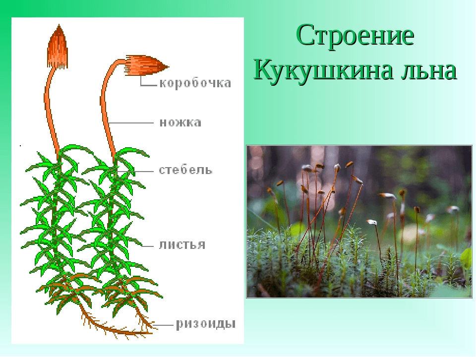 Решение рисунок 1