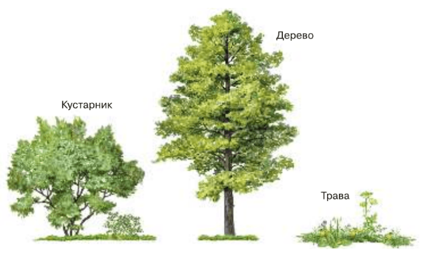 Задание рисунок 1