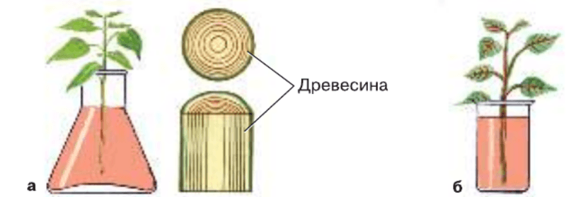 Задание рисунок 1
