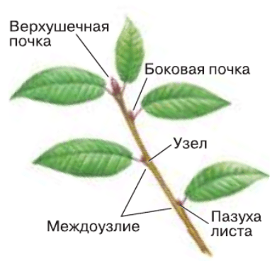 Решение рисунок 1