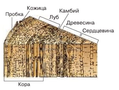 Задание рисунок 1