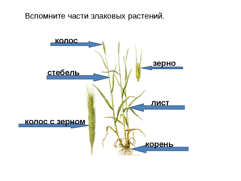 Решение рисунок 1