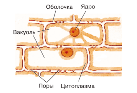 Задание рисунок 2