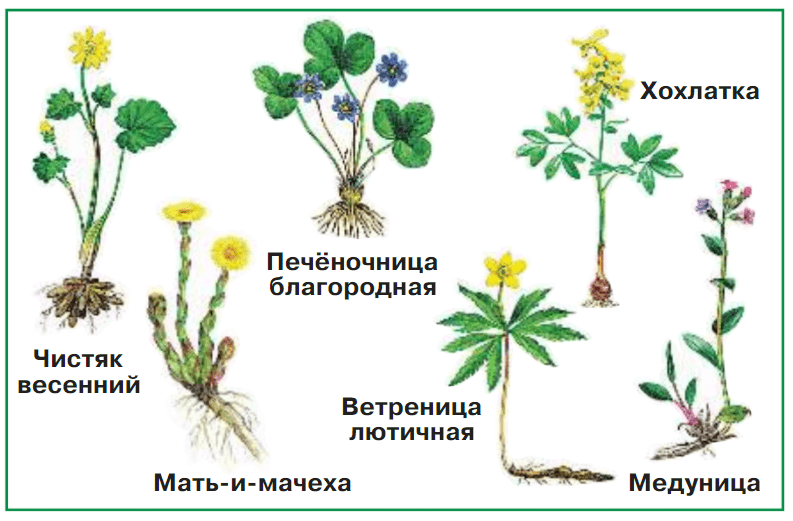 Задание рисунок 1