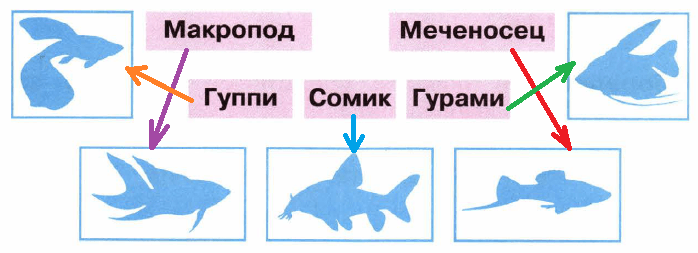 Решение рисунок 1