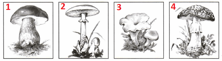 Решение рисунок 1
