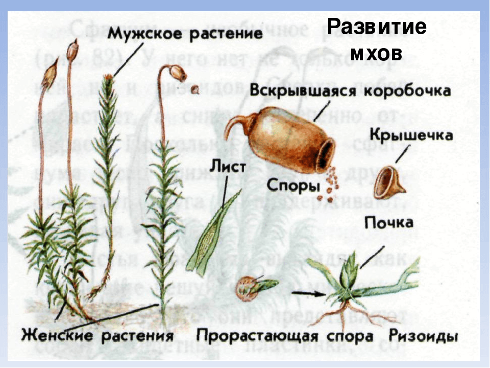 Решение рисунок 1