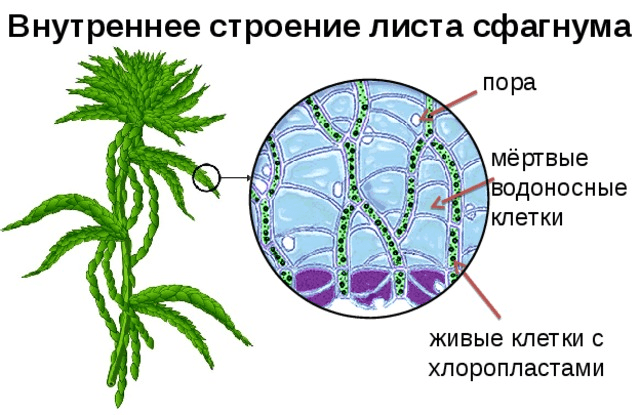 Решение рисунок 1