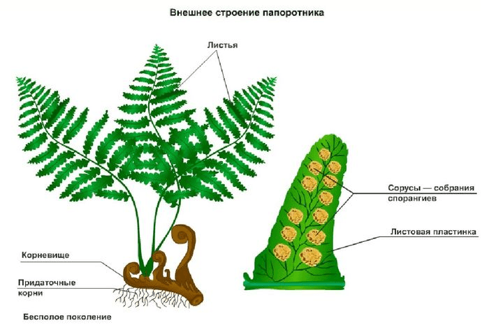 Решение рисунок 1