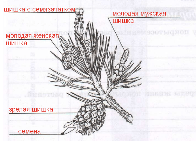 Решение рисунок 1