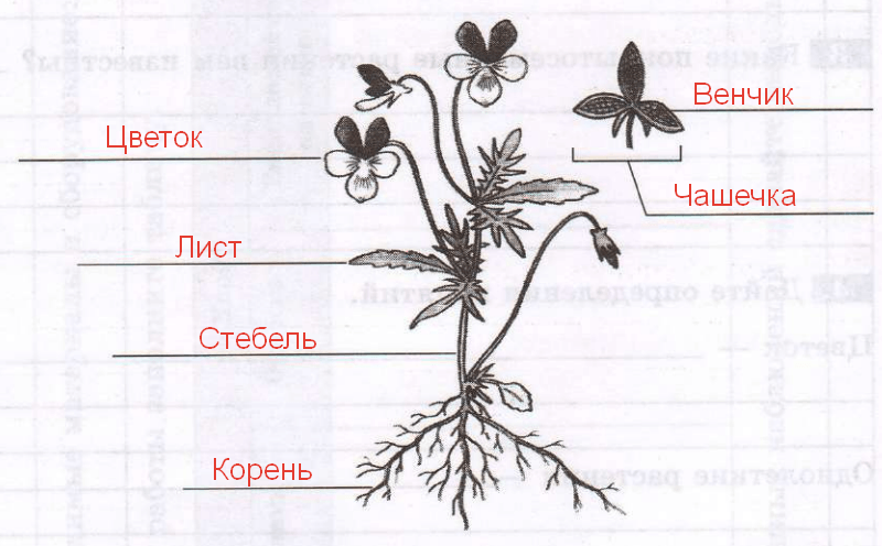 Решение рисунок 2