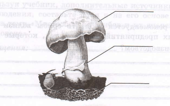 Задание рисунок 1