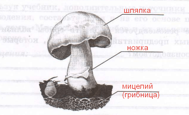 Решение рисунок 1