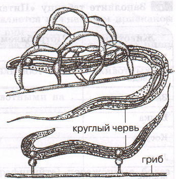 Задание рисунок 1