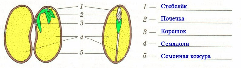 Решение рисунок 1
