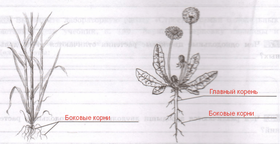 Решение рисунок 1