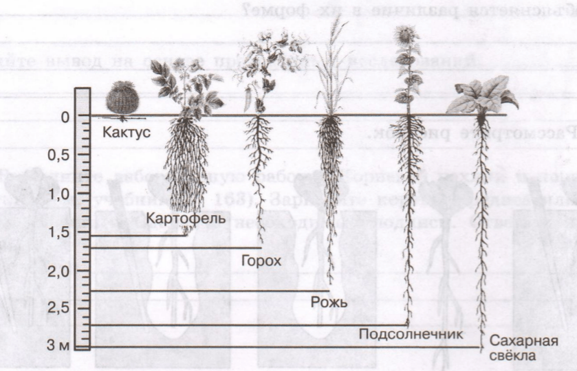Задание рисунок 1