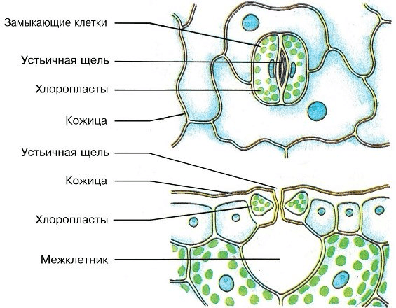 Решение рисунок 1