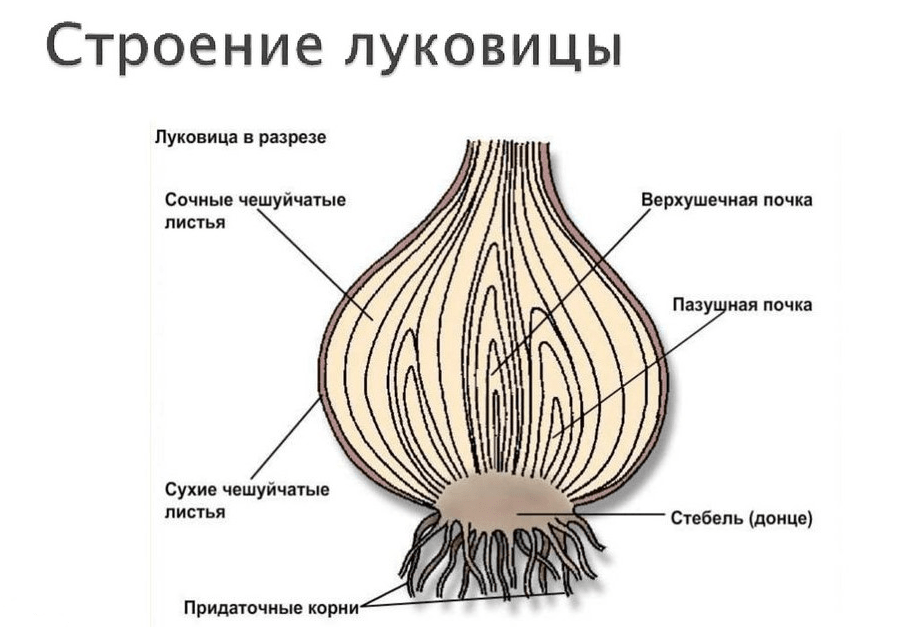 Решение рисунок 1