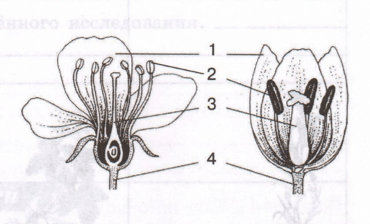 Задание рисунок 1