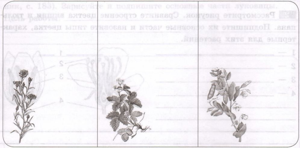 Задание рисунок 1