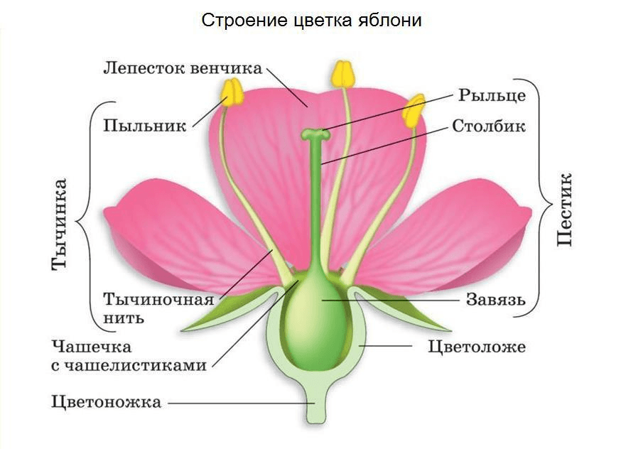 Решение рисунок 1