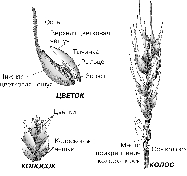 Решение рисунок 1
