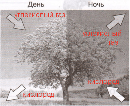 Решение рисунок 1
