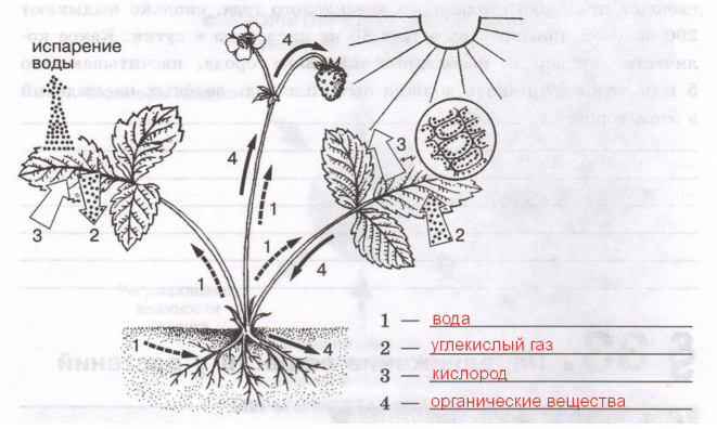 Решение рисунок 1