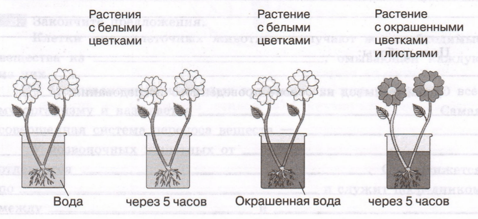 Задание рисунок 1